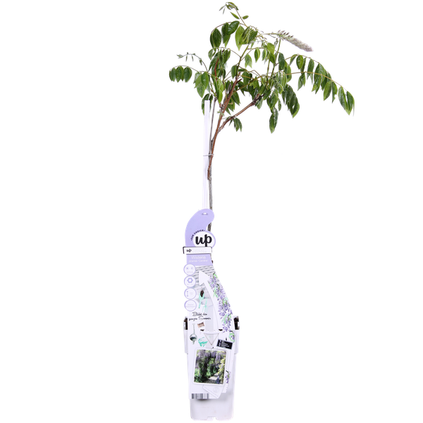 Wisteria sinensis 'Caroline' met sierlijke, hangende trossen lila bloemen in volle bloei – klimplant voor pergola of gevel in de tuin