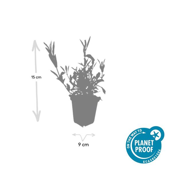 Verbena bonariensis Buitenplant | Stijf IJzerhard