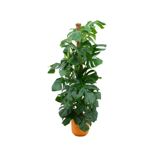 Kombi-Angebot - Monstera Pertusum XL inklusive elho Jazz Round gelb Ø26 - 150 cm