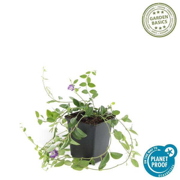 Vinca minor 'Atropurpurea' Buitenplant | Vlambloem
