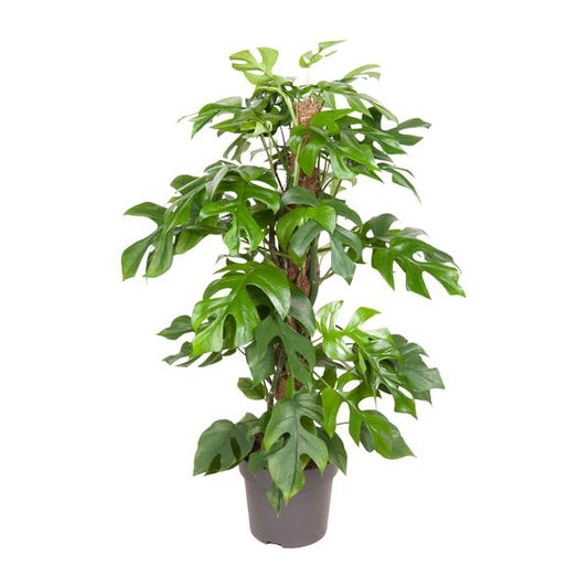 Monstera Minima (Mini Monstera / Zwitserse Kaasplant) in pot Ø19cm – glanzende hartvormige bladeren met karakteristieke gaten, hoogte ±80cm, ideale tropische kamerplant voor halfschaduw.