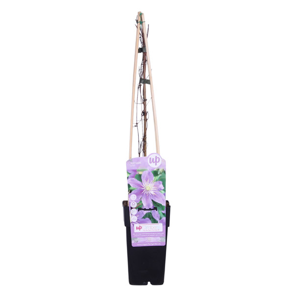 Clematis Justa - Elegante klimplant met lila bloemen. Ø15cm - ↕65cm