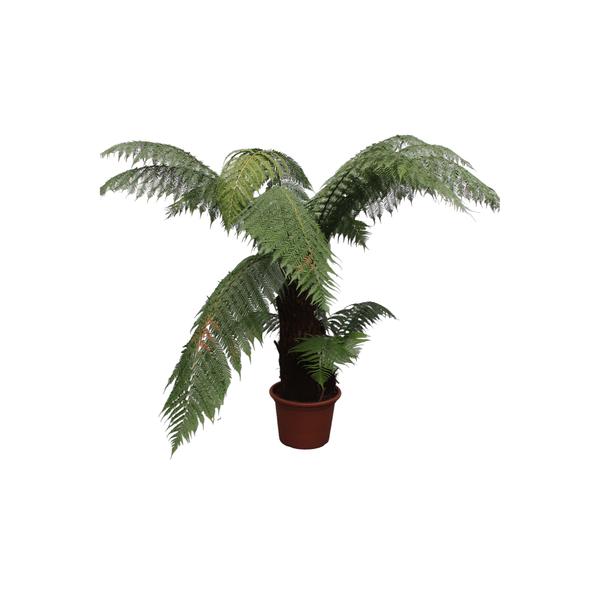 Dicksonia Antarctica - Zuidpoolvaren Hoogte 180cm - Pot ø50