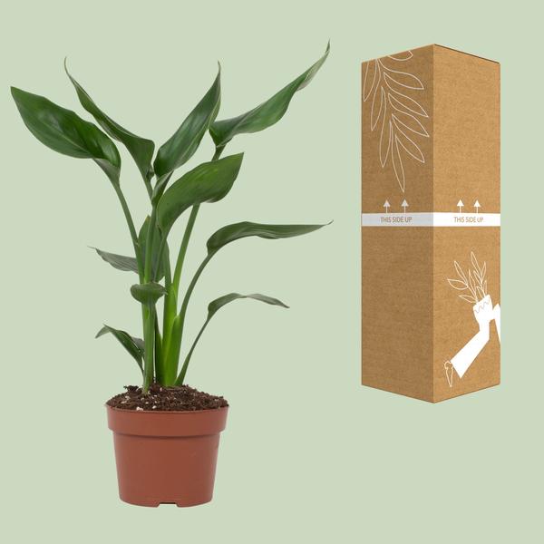 Strelitzia Reginae - 35cm - Ø12cm