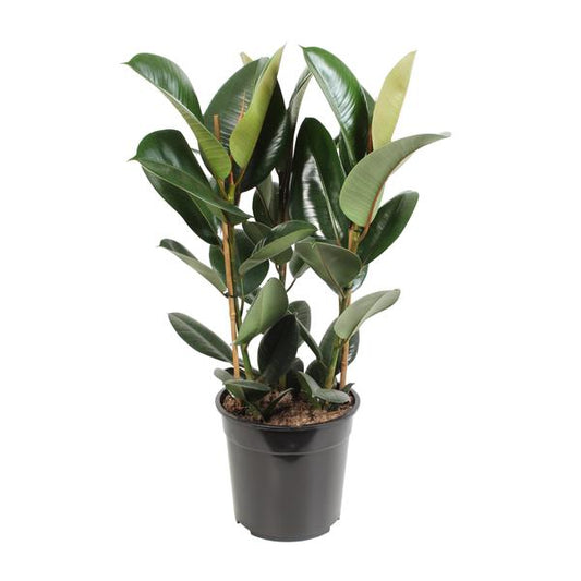 Ficus Elastica ‘Belize’ – compacte rubberplant van 30 cm hoog met glanzende groene bladeren en rode tinten in pot Ø12cm