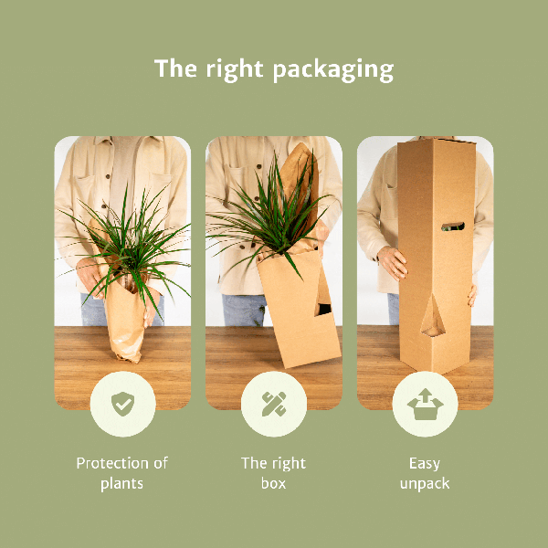 Plant Today - Succulenten Mix - 18 stuks - 10 cm - Ø8,5