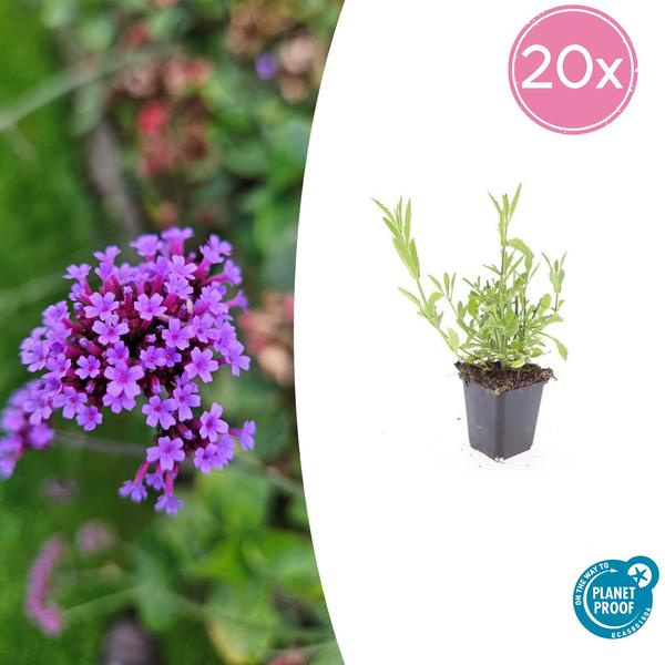 Verbena bonariensis Buitenplant | Stijf IJzerhard