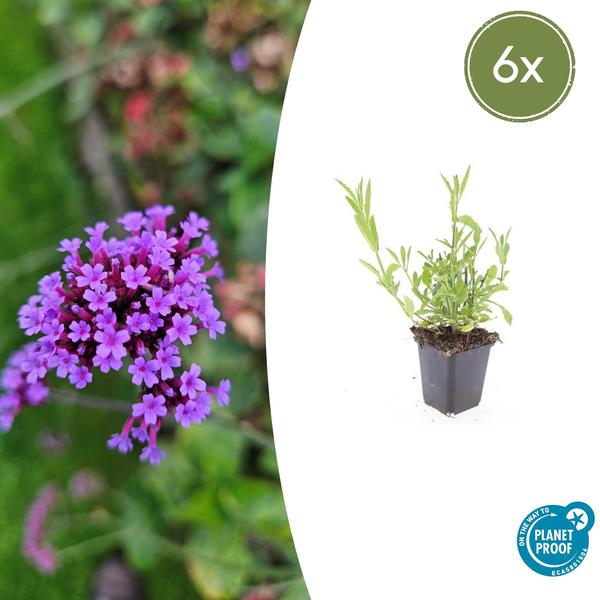 Verbena bonariensis - Stijf ijzerhard - 10-25cm - Ø9cm