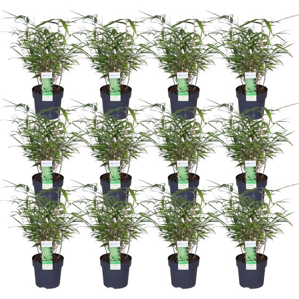 Fargesia rufa Buitenplant | Bamboe