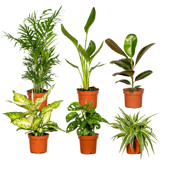 Groei Geluk Cadeaubox- Ø12cm - ↕25cm - x6