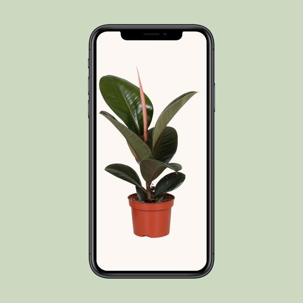 Ficus Elastica Robusta
