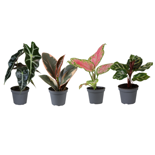 Groei Geluk Cadeaubox - Ø6cm - ↕12cm - x4