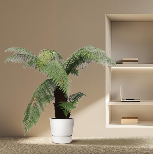 Dicksonia Antarctica - Zuidpoolvaren Hoogte 180cm - Pot ø50
