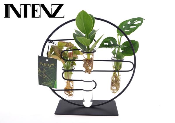 Kamerplanten Intenz Mix In Dubai 2.0 Glas - Pot Ø12cm - Hoogte ↕25cm