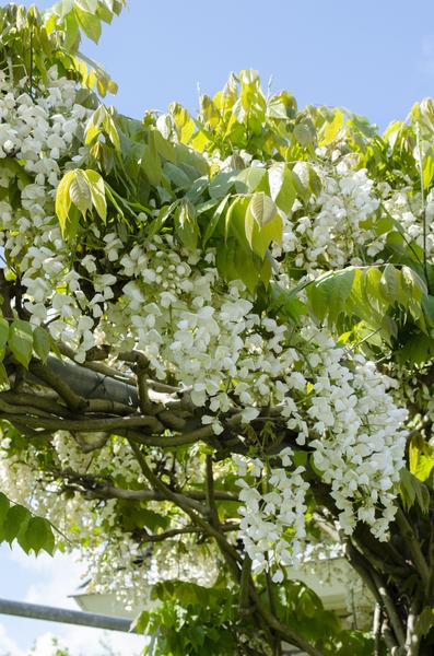 Japanse blauwe regen, wit (Wisteria floribunda 'Alba')