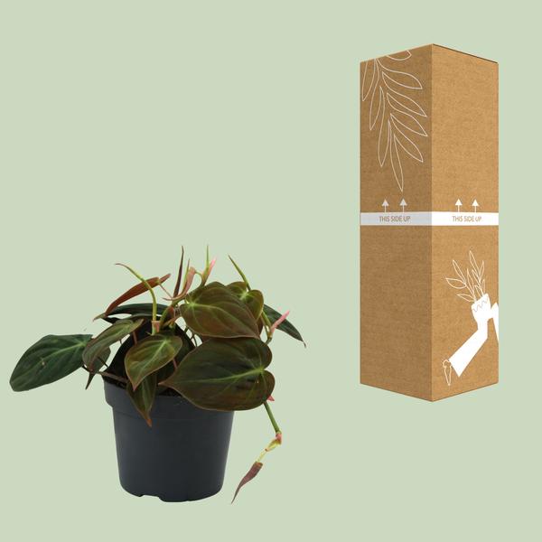 Philodendron Micans - Kamerplanten