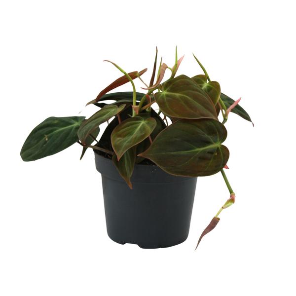 Philodendron Micans - Kamerplanten