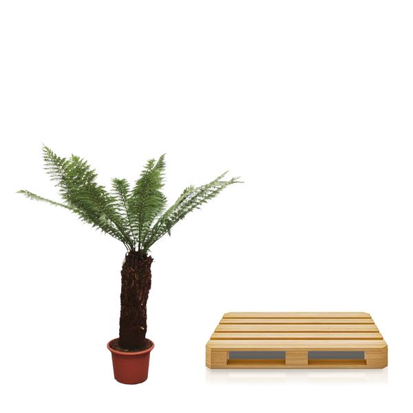 Dicksonia Antarctica - Zuidpoolvaren - Hoogte 230cm - Pot ø55cm