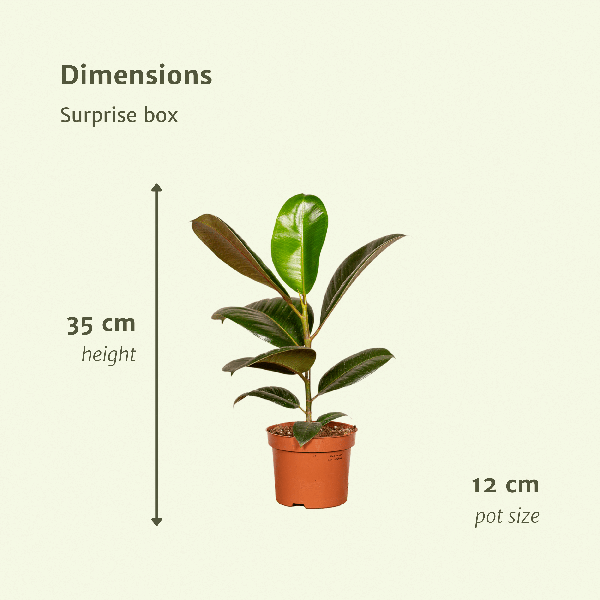 Groei Geluk Cadeaubox- Ø12cm - ↕25cm - x6