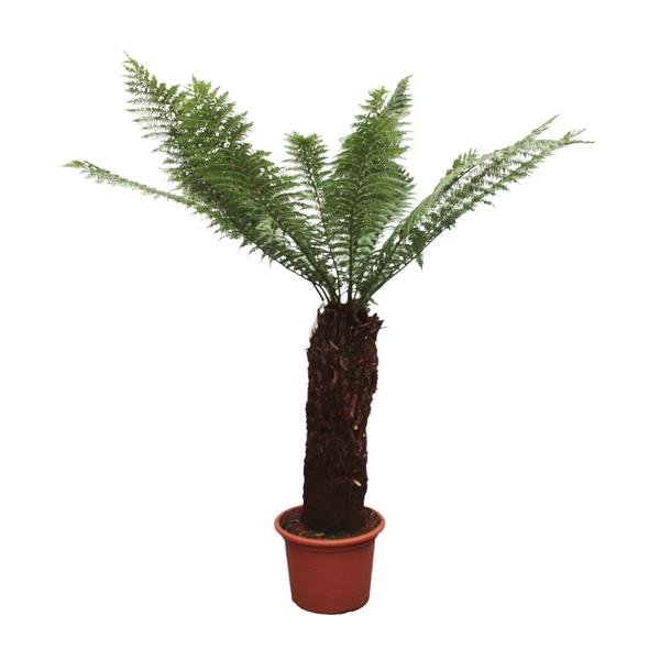 Dicksonia Antarctica - Zuidpoolvaren - Hoogte 230cm - Pot ø55cm