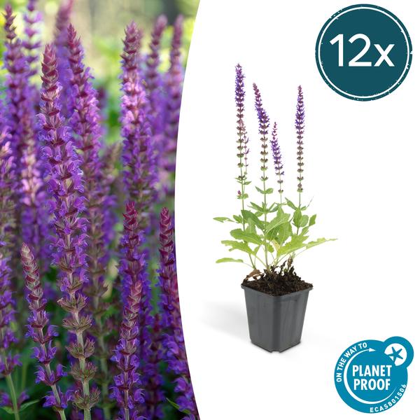 Salvia nem. 'Ostfriesland' Buitenplant | Salvia