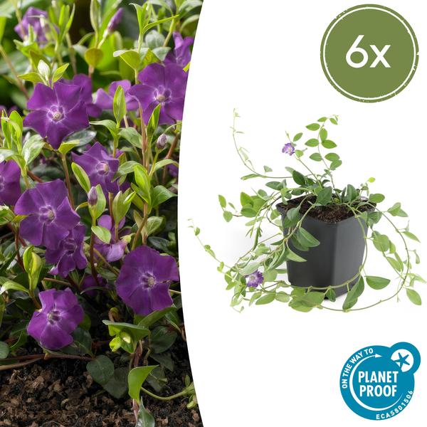 Vinca minor 'Atropurpurea' Buitenplant | Vlambloem
