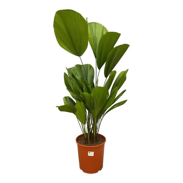 Licuala Grandis - Waaierplant - 150 cm - ø27