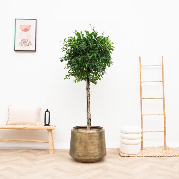 Pot Indigo Vintage Gold voor kamerplanten - D58cm x H51cm