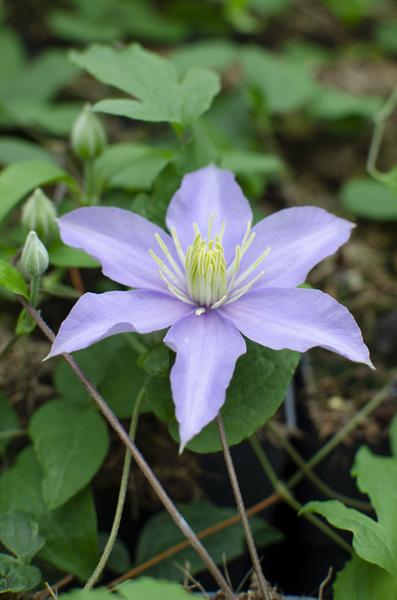 Clematis Justa - Elegante klimplant met lila bloemen. Ø15cm - ↕65cm
