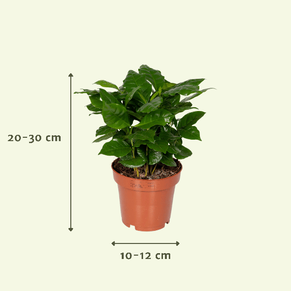 Surprise box - Ø12cm - ↕25cm - x5