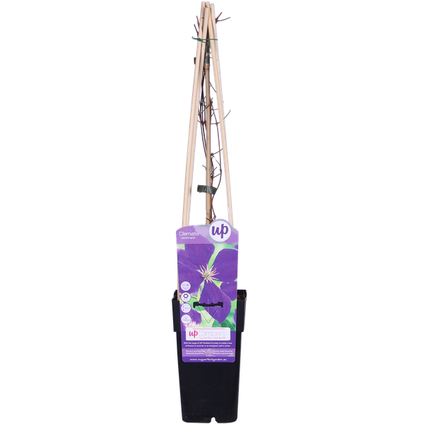 Clematis Jackmanii - Diep Paars - Blauwe bloemen Ø15cm - ↕65cm