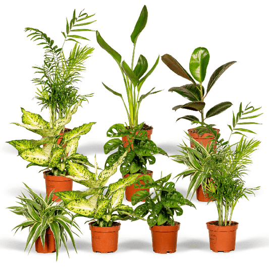 Grow Happiness Gift Box - Ø12cm - ↕25cm - x10