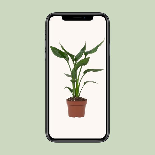 Strelitzia Reginae - 35cm - Ø12cm