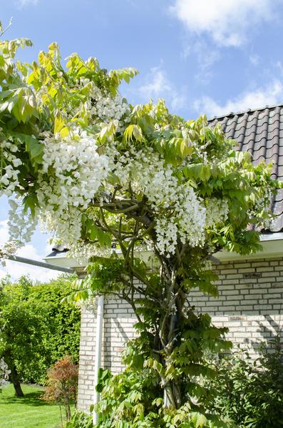 Wisteria floribunda Alba - Witte regen - Ø15cm - ↕65c