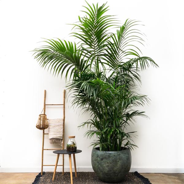 Pot Fabien Mystic Green. D69cm x H54cm