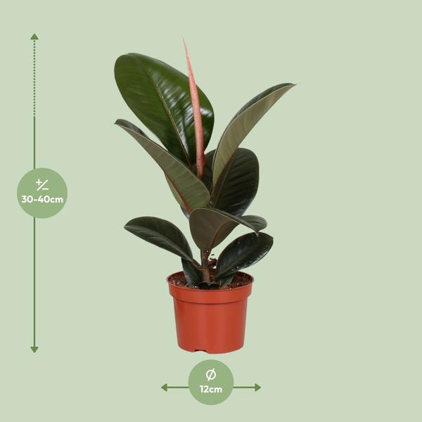 Ficus Elastica Robusta