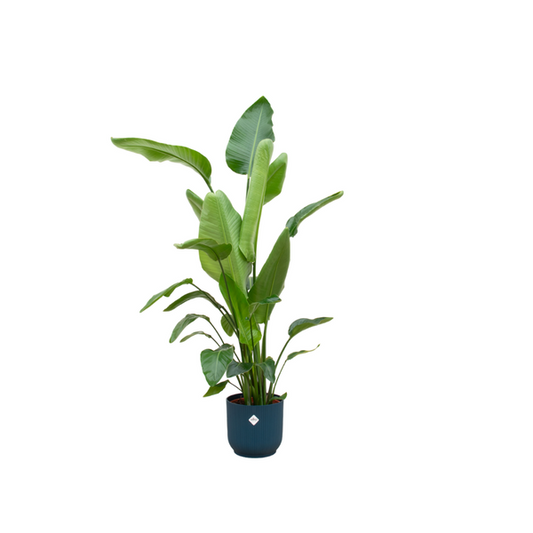 Strelitzia Nicolai inclusief elho Vibes Fold Round blauw - 160cm - Ø30Strelitzia Nicolai – De Tropische Schoonheid - +/- 160 cm hoog
De Strelitzia Nicolai, ook wel bekend als de Witte Paradijsvogelplant, is een indrukwekkende kamerplant met grote, tropische bladeren die een exotische sfeer in elke ruimte brengen. De plant heeft een weelderige uitstraling en voegt een vleugje tropisch groen toe aan je interieur.