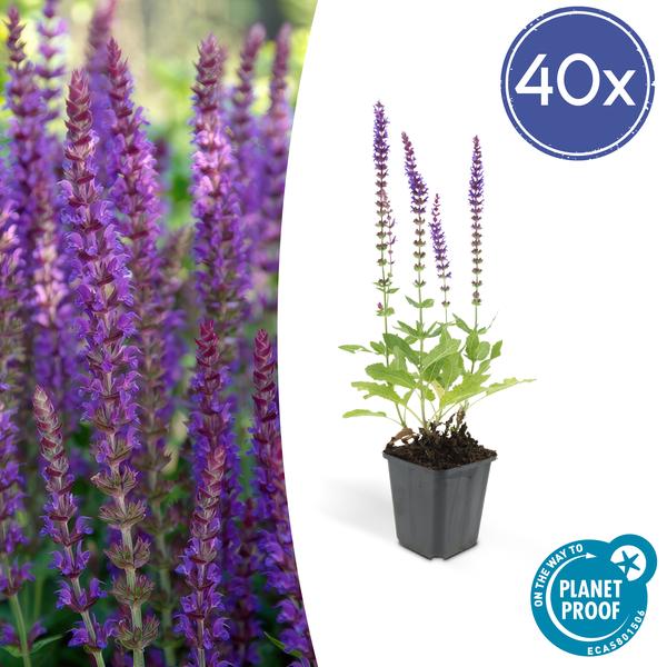 Salvia nem. 'Ostfriesland' Buitenplant | Salie