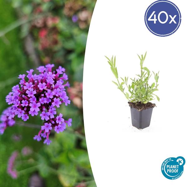 Verbena bonariensis - Stijf ijzerhard - 10-25cm - Ø9cm