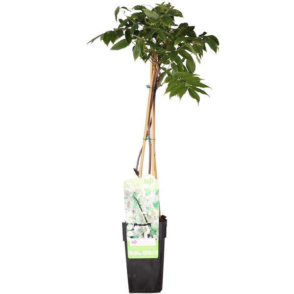 Wisteria floribunda 'Alba', bloeit rond mei-juni met lange trossen vol met kleine witte bloemen, die licht geuren. Rond september is nog nabloei mogelijk.