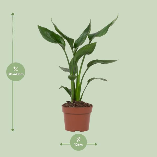 Strelitzia Reginae - 35cm - Ø12cm