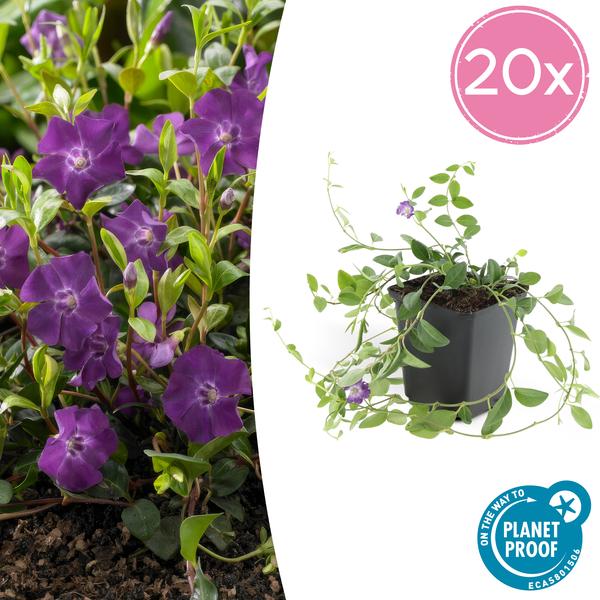 Vinca minor 'Atropurpurea' Buitenplant | Vlambloem