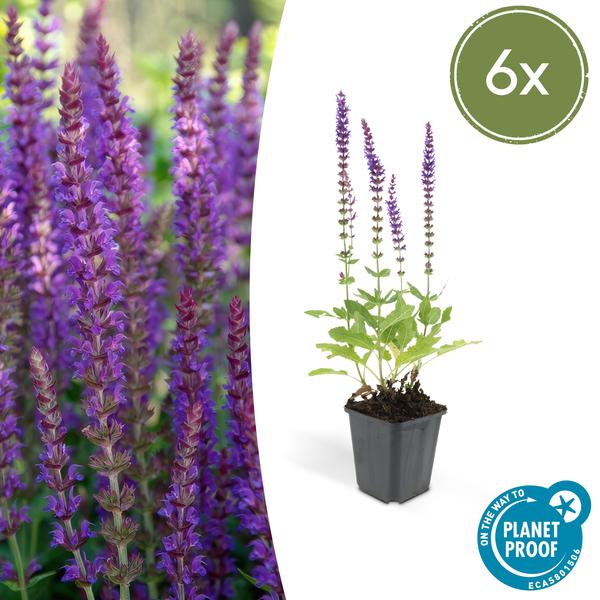 Salvia nem. 'Ostfriesland' Buitenplant | Salvia