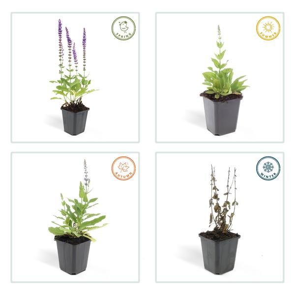 Salvia nem. 'Ostfriesland' Buitenplant | Salie