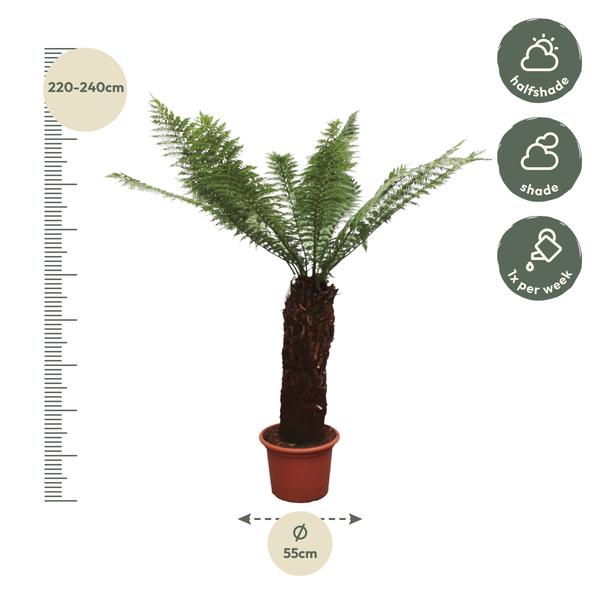 Dicksonia Antarctica - Zuidpoolvaren - Hoogte 230cm - Pot ø55cm
