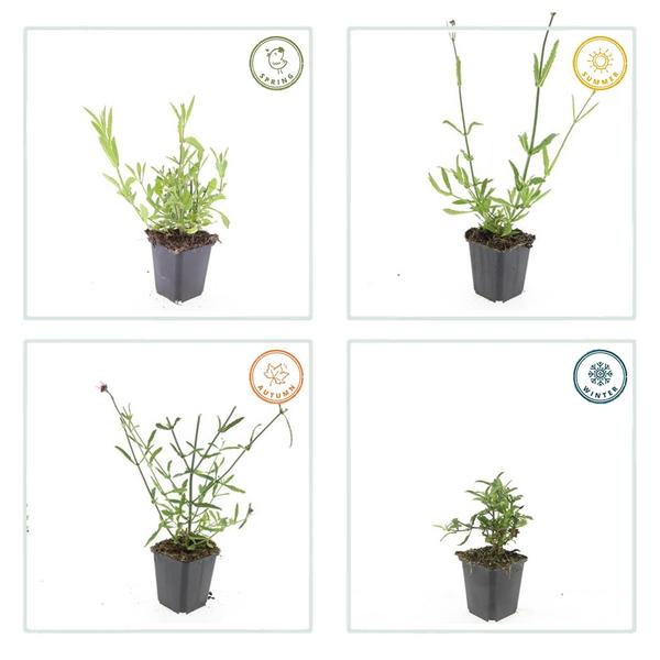 Verbena bonariensis Buitenplant | Stijf IJzerhard