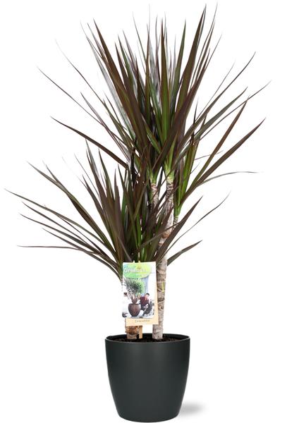 Dracaena Magenta - Ø17cm - ↕80cm + Topf Brüssel D18x17cm - Anthrazit