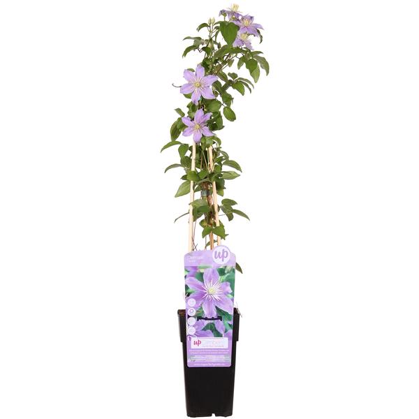 Clematis Justa - Elegante klimplant met lila bloemen. Ø15cm - ↕65cm