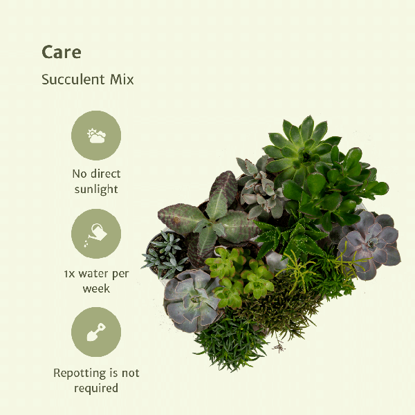 Succulenten Mix - Vetplant - 9 stuks - Ø8,5cm - ↕10 cm
