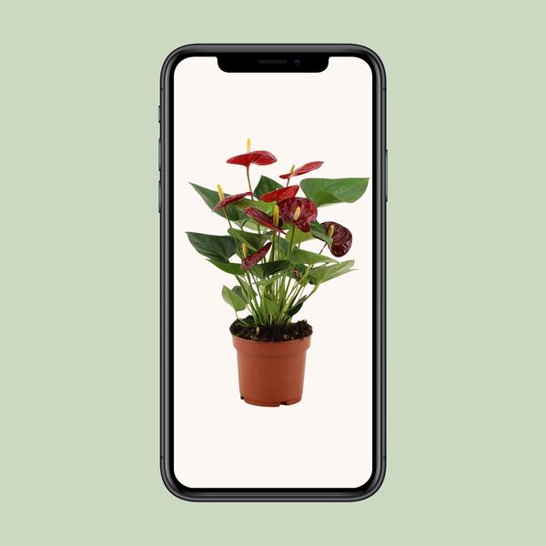 Anthurium Calon In Transparant Sleeve - Ø12cm - ↕36cm